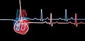 Human heart with a heartbeat traces, illustration