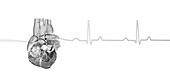 Human heart with a heartbeat trace, illustration
