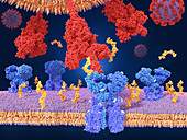 Coronavirus spike protein and receptor, illustration