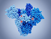 SARS-CoV-2 virus spike protein and mutation, illustration
