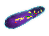 Leprosy bacterium, illustration