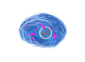 Pneumocystis jirovecii bacterium, illustration