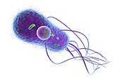 Salmonella bacterium, illustration