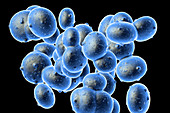 Staphylococcus aureus (MRSA) bacteria, illustration