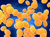 Staphylococcus aureus (MRSA) bacteria, illustration