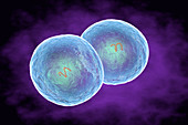 Staphylococcus epidermidis bacteria, illustration