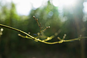 Close up buds on green tree branch