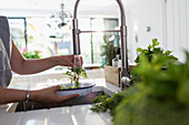Woman washing fresh herbs at kitchen sink