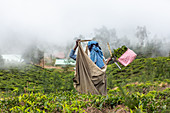 Teeplantage in Kerala, Indien