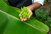 Curry leaves (Kerala, India)
