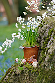 Grape hyacinths in small rusty bucket, Easter bunny and Easter eggs