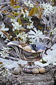 Easter nest in silver sauce boat with jay feathers and serviceberry blossom