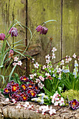 Frühlingserwachen mit Primel, Traubenhyazinthen, Schachbrettblume und Blutpflaume