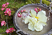Tulip, Japanese quince and purple-leaf plum tree flowers on silver dish