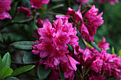 Blooming rhododendron