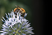 Bumblebee on flowering of thistle