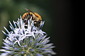 Hummel auf Blüte von Kugeldistel