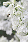 Biene an Blüte vom Rittersporn