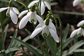 Snowdrops in garden