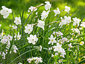Miniature narcissus 'Xit' and lady's smock in field of flowers