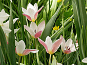 Damen-Tulpe 'Clusiana'