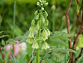 Persian fritillary 'Ivory bells'