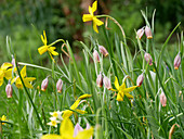 Narcissus and fox's grape fritillaries in field of flowers in spring