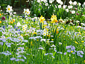 Blumenwiese im Frühling mit Narzissen, Wiesenschaumkraut und Schachbrettblumen