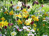 Narcissus, wild tulips and lady's smock in field of flowers in spring