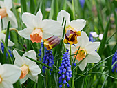 Narcissus 'Reggea', Fritillaria michailovskyi and grape hyacinths