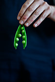 Hand holding small pod filled with green seeds of natural pea