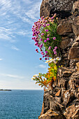 Flowers growing on stone wall
