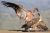 White-backed vultures fighting