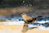 Jameson's Firefinch bathing