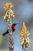 Male Scarlet chested sunbird on aloe