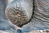 African elephant's rear foot