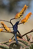 Common Scimitarbill feeding on aloe