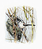 Long tailed tit beside nest, illustration