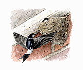 House martin returning to chicks in nest, illustration
