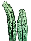 Kale (Brassica oleracea var. palmifolia), X-ray