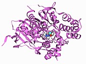 Acetylcholinesterase inhibited by Novichok, illustration
