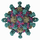 Poliovirus 1 Mahoney capsid, illustration