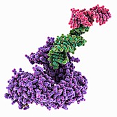 Nucleolar protein Nop9 complexed with RNA, illustration