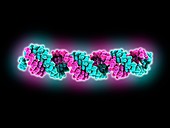 SARS-CoV-2 complex bound to helicase, illustration