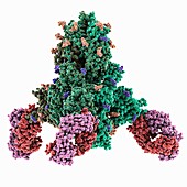 SARS-CoV-2 spike protein complex, illustration