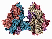 SARS-CoV-2 spike protein, illustration
