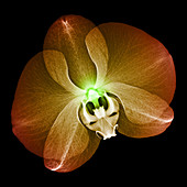 Orchid flower, X-ray