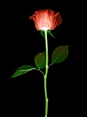 Rose (Rosa sp.) flower, X-ray