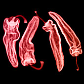 Peppers, X-ray