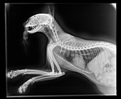 Cat with rodent, X-ray